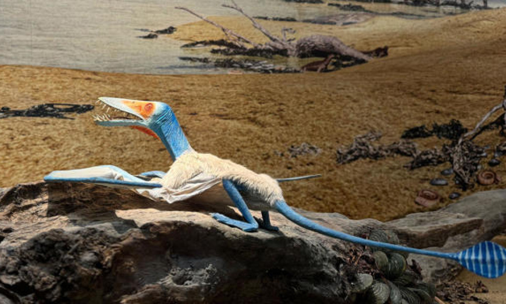 Fossils show flying reptiles ate squid and fish