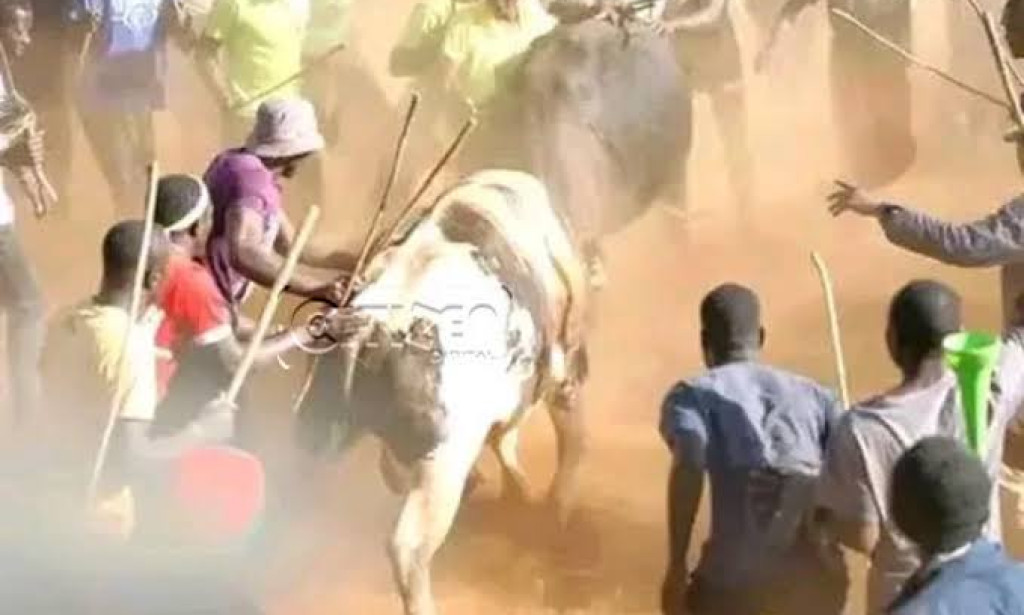 Popular culture of bullfighting in kakamega ,western kenya