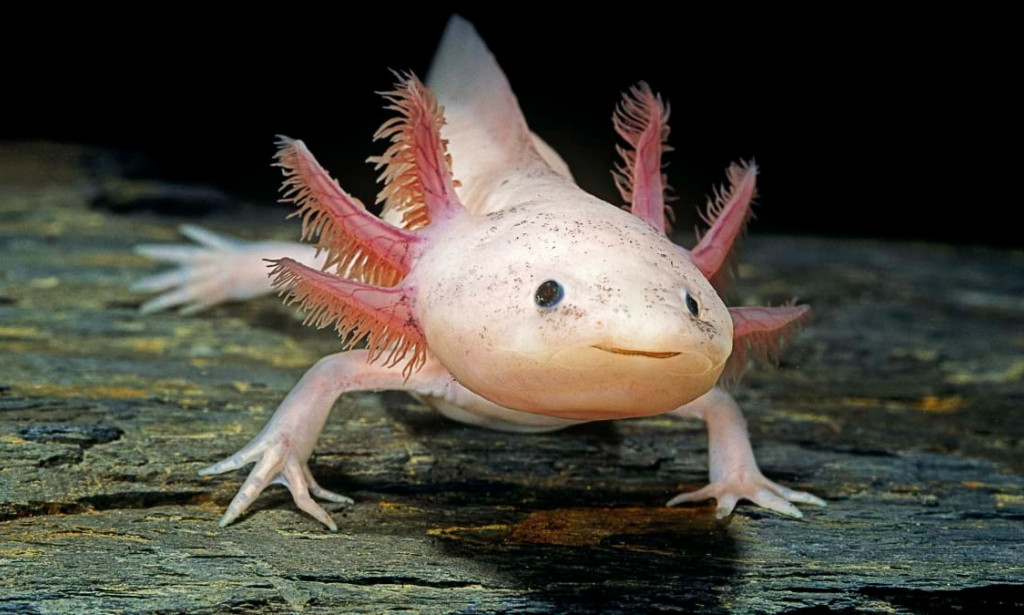 THE STRANGEST PET IN THE WORLD
